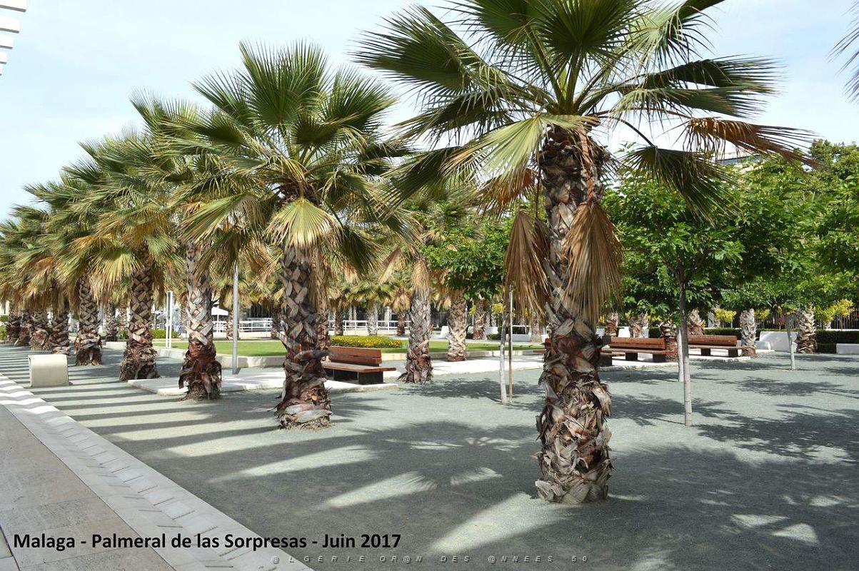121- Malaga Palmeral Sorpresas.JPG